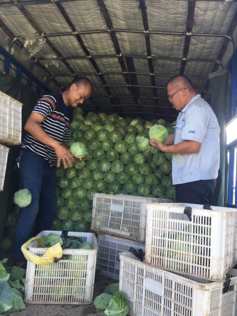 张家口尚义蔬菜种植基地现货供应甘蓝