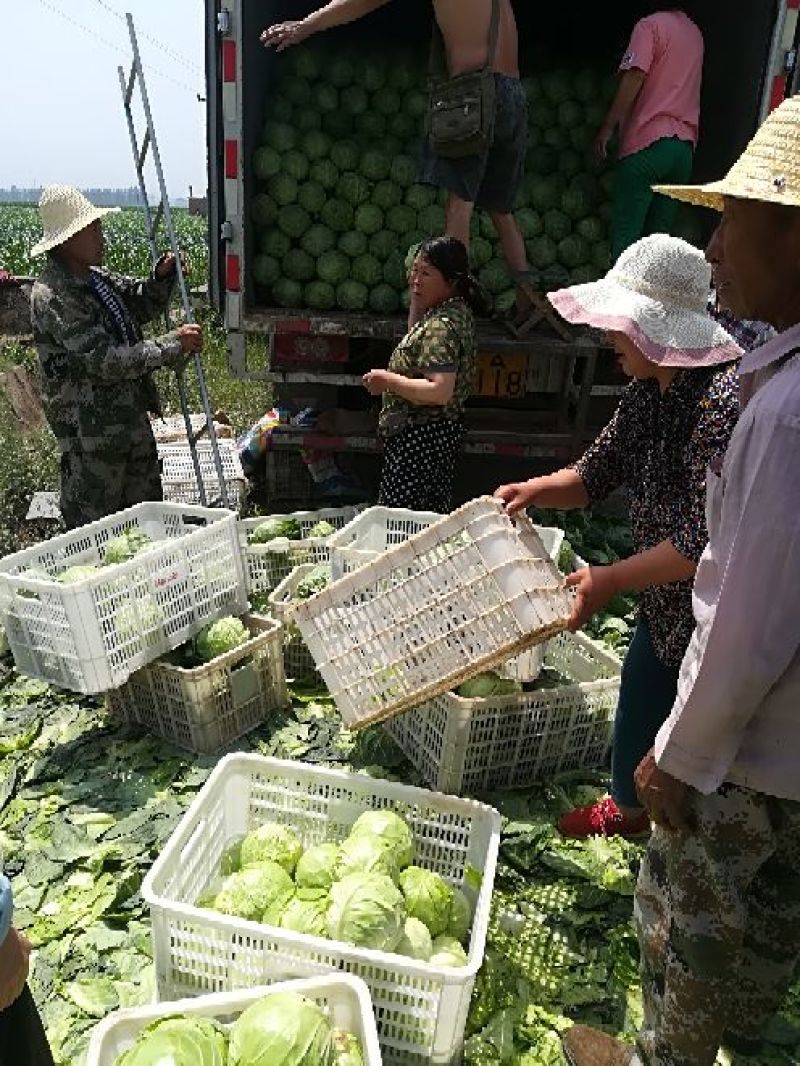 张家口尚义蔬菜种植基地现货供应甘蓝