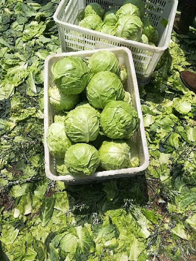 张家口尚义蔬菜种植基地现货供应甘蓝