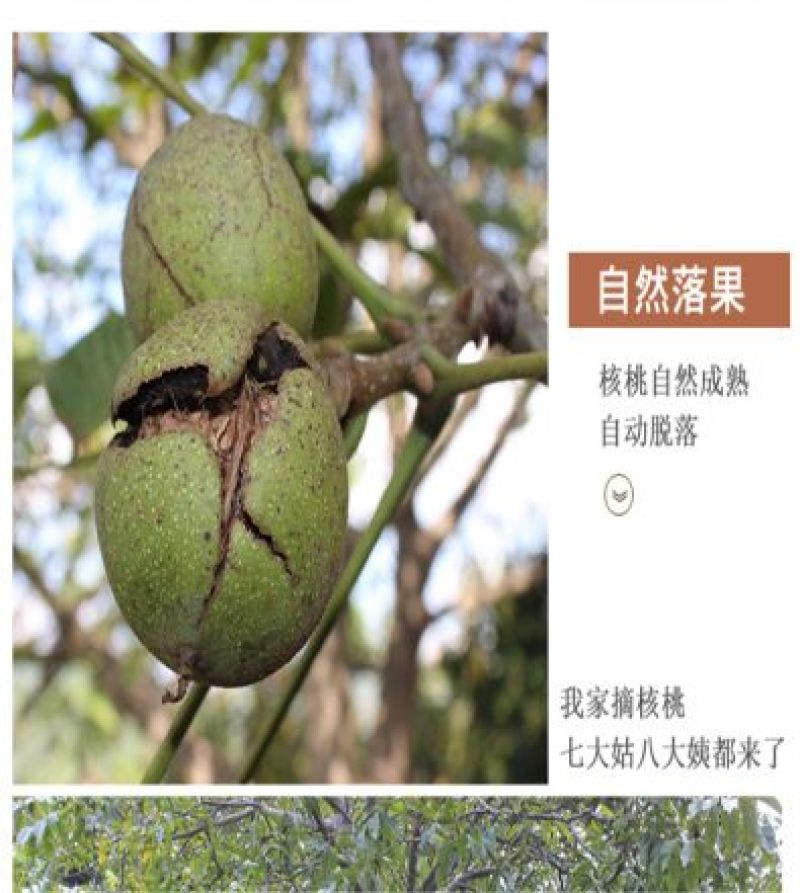 一件代发，云南深山老品种核桃一件5斤包邮