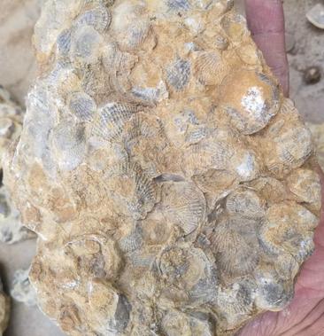 云南古生物化石标本无洞贝贝壳群板