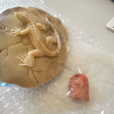 云南古生物化石标本，珊瑚玉化石