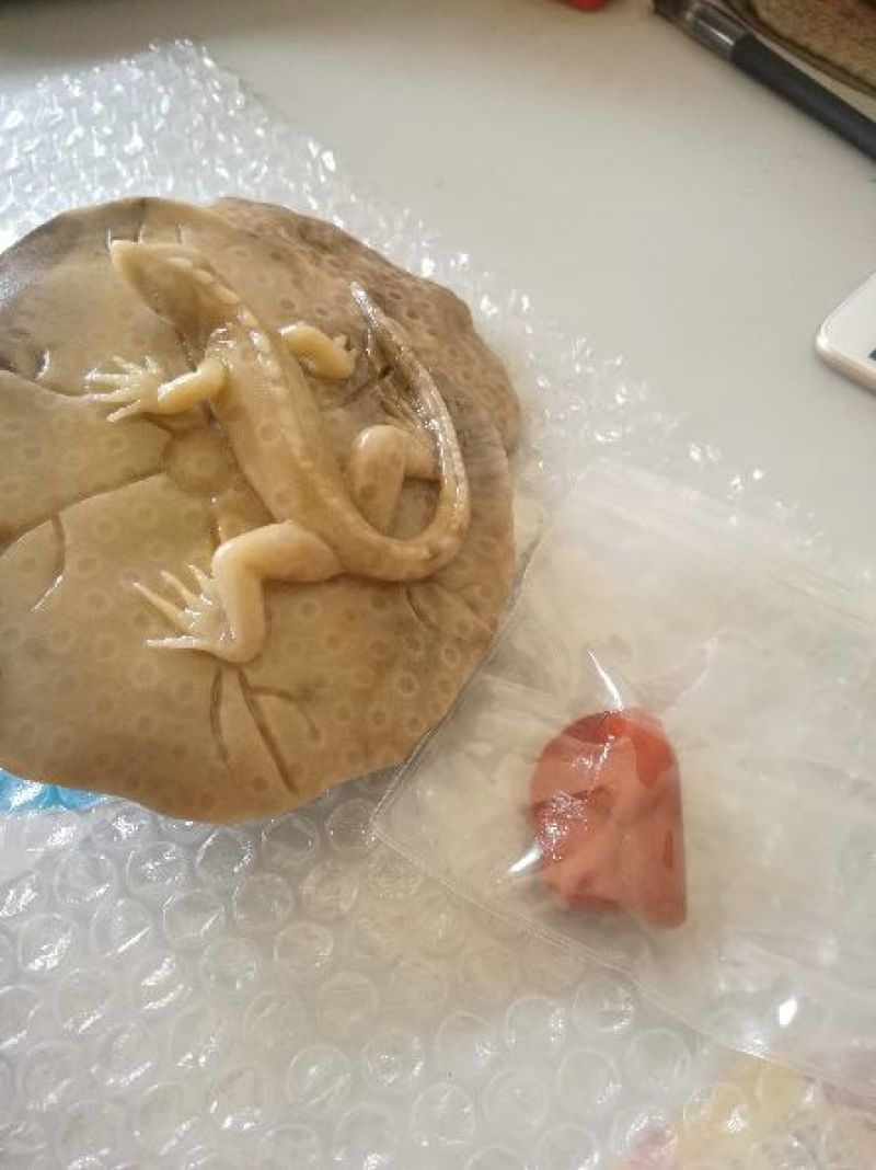云南古生物化石标本，珊瑚玉化石