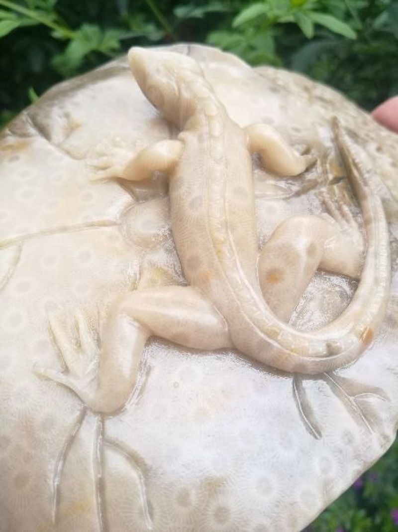 云南古生物化石标本，珊瑚玉化石