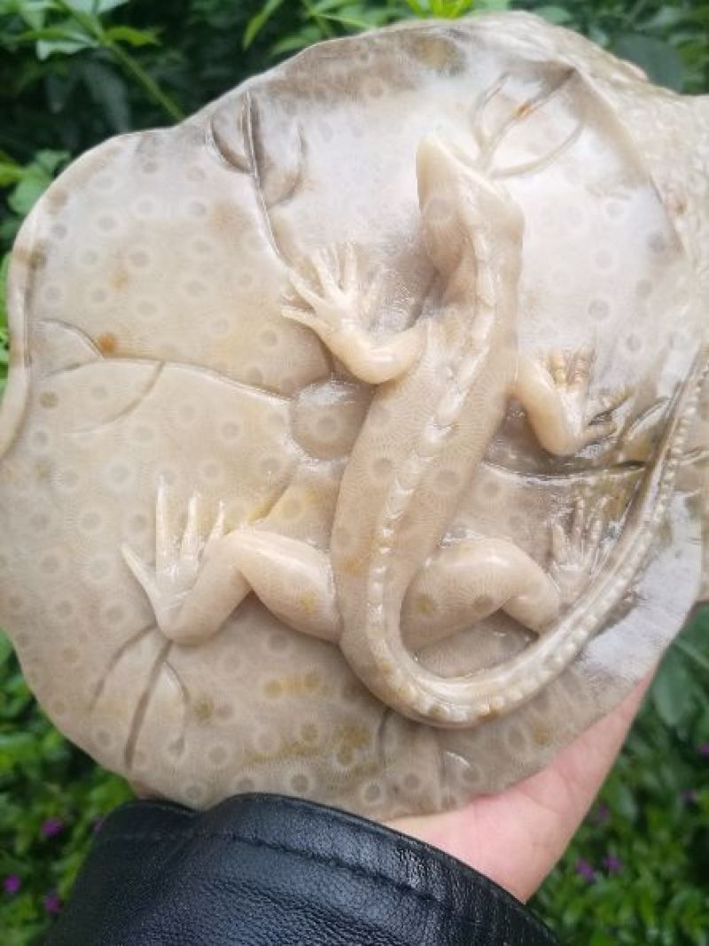 云南古生物化石标本，珊瑚玉化石