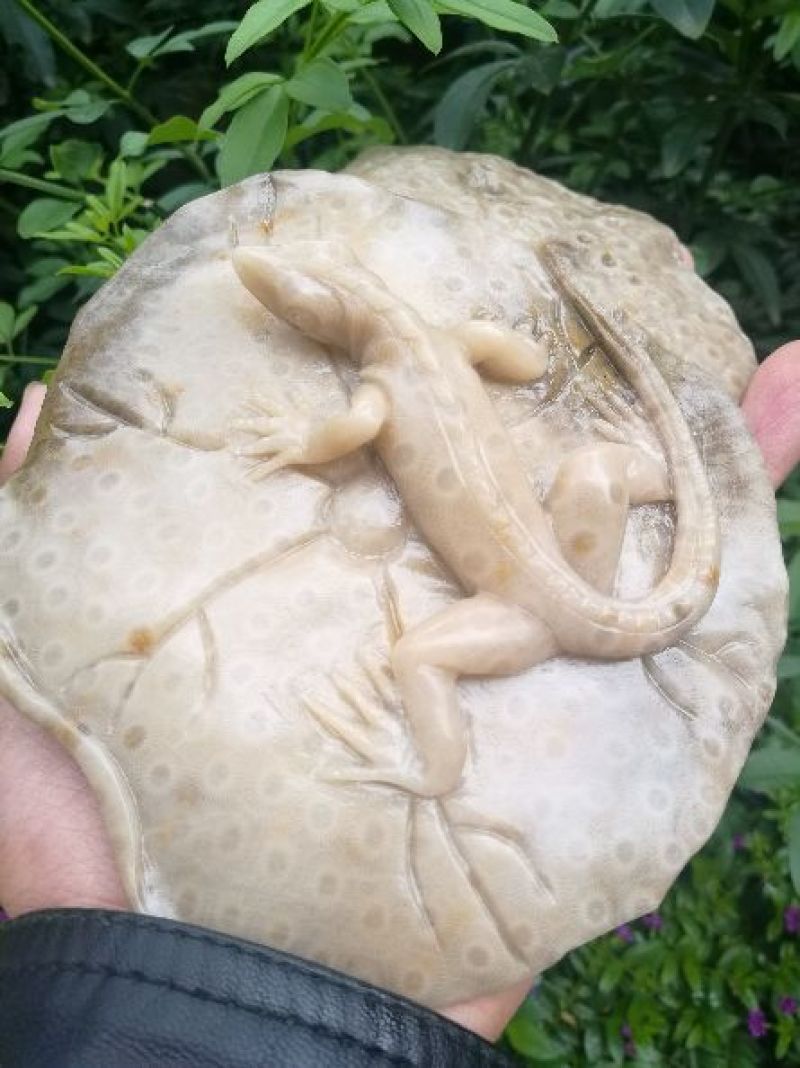 云南古生物化石标本，珊瑚玉化石