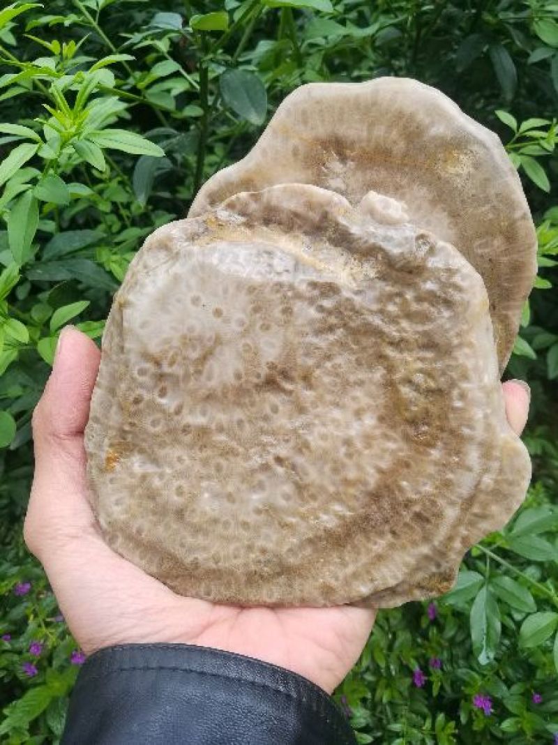 云南古生物化石标本，珊瑚玉化石