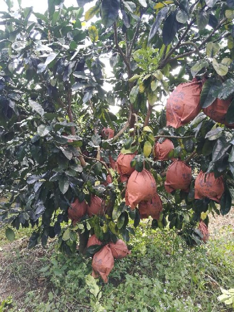 红心蜜柚，三红蜜柚，黄金蜜柚