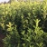 法国冬青，80Cm一200Cm，叶色淡绿，肥大