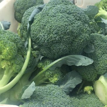 张家口蔬菜基地现货供应耐寒优秀西兰花