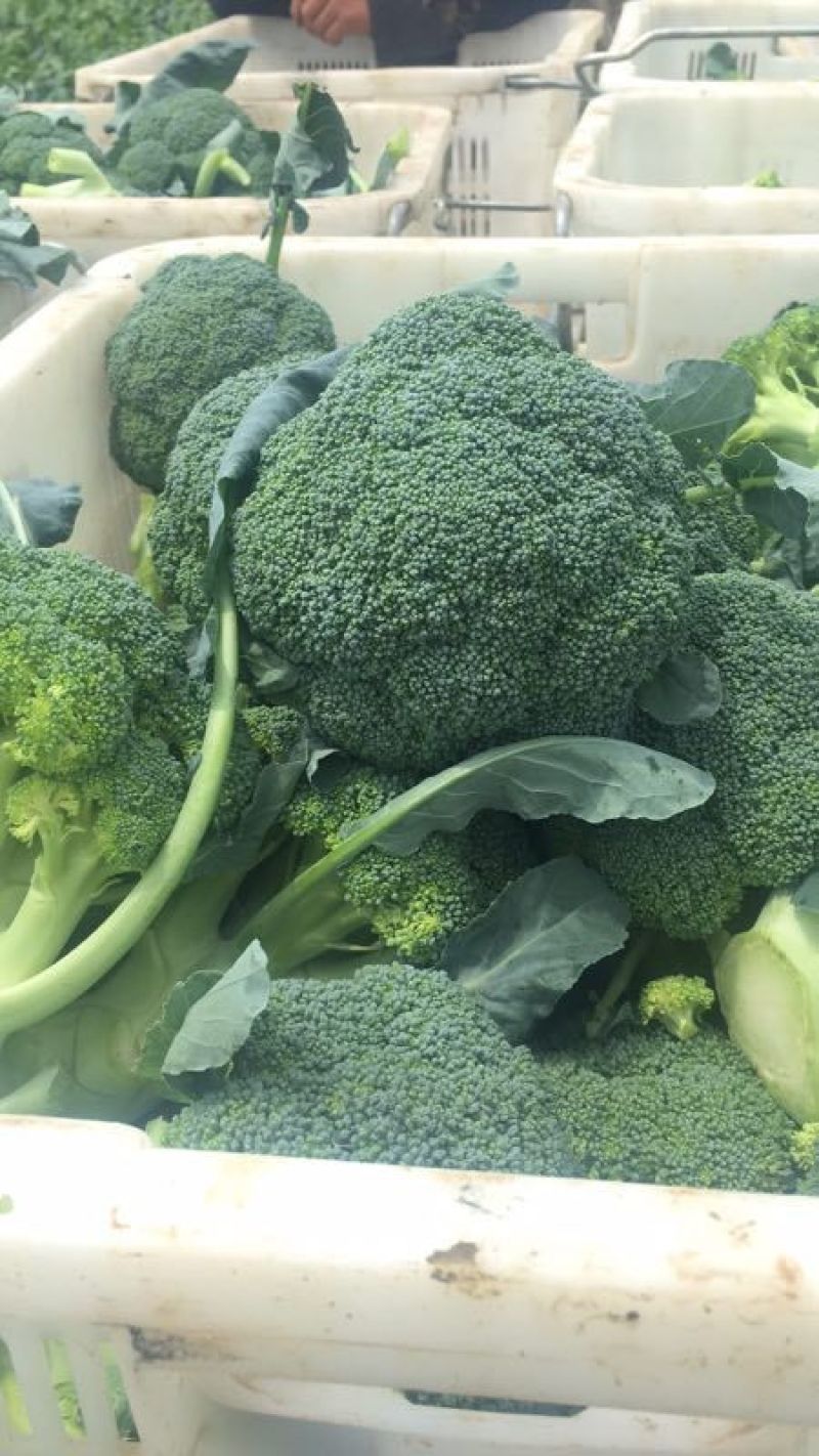 张家口蔬菜基地现货供应耐寒优秀西兰花