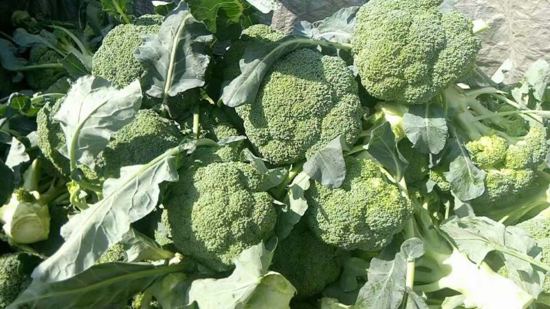 张家口蔬菜基地现货供应耐寒优秀西兰花