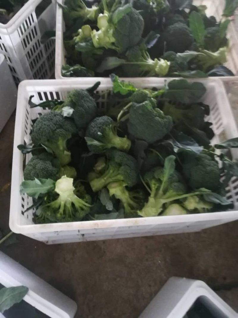 张家口蔬菜基地现货供应耐寒优秀西兰花
