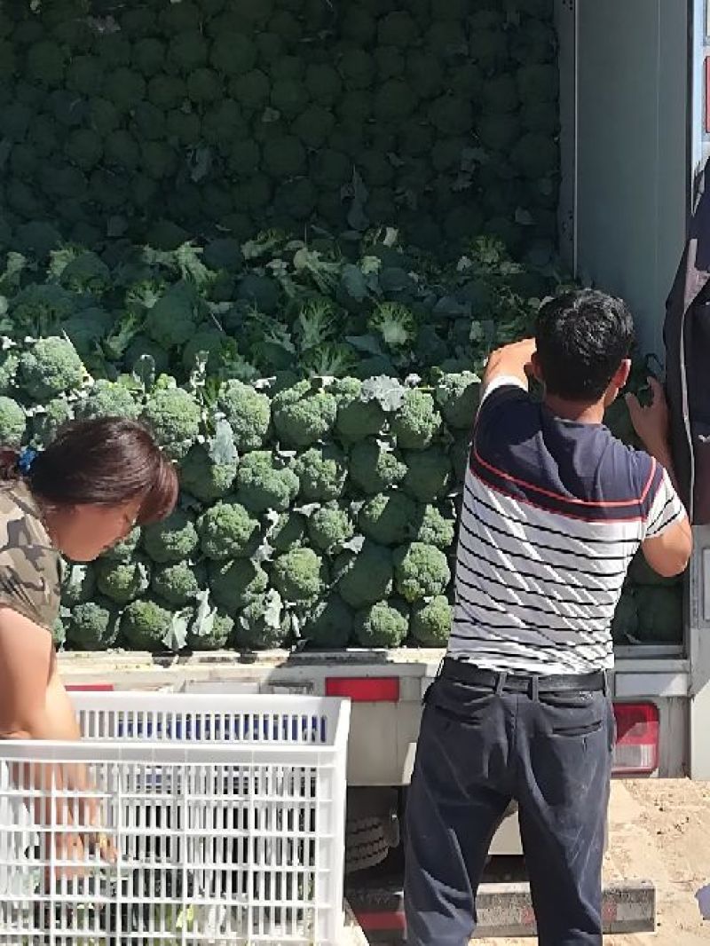 张家口蔬菜基地现货供应耐寒优秀西兰花