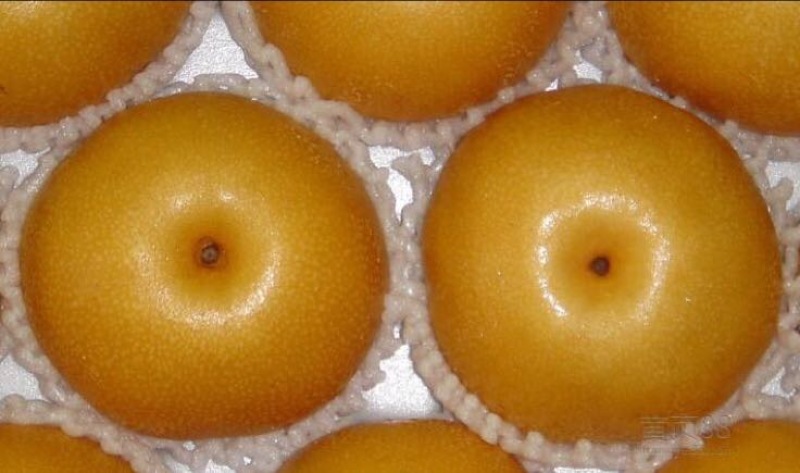 丰水梨500~550g纸袋
