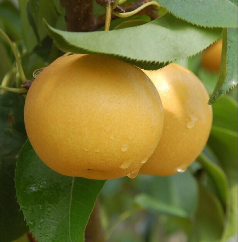 丰水梨500~550g纸袋