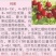 农大钙果苗8号钙果苗价格9号钙果苗批发