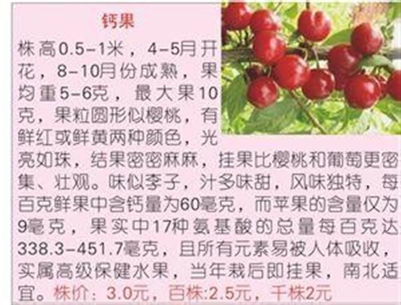 农大钙果苗8号钙果苗价格9号钙果苗批发