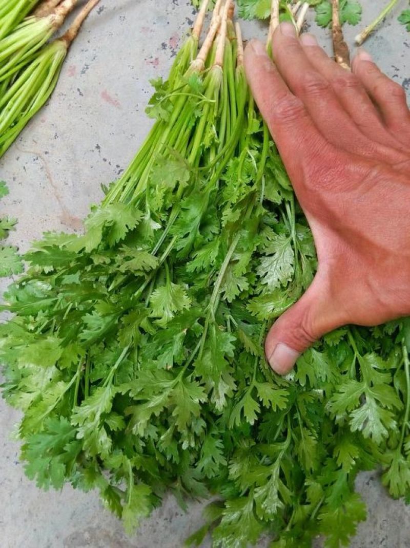 山东香菜铁杆青，一手货源山东产地，全国发货