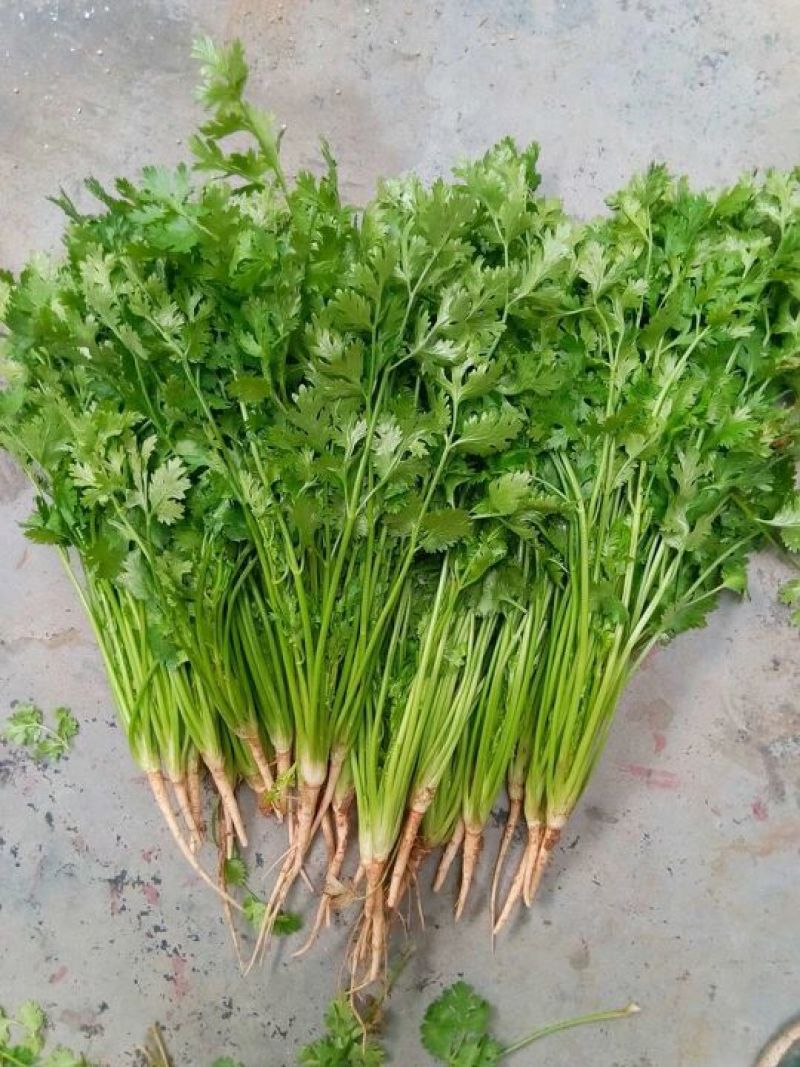 山东香菜铁杆青，一手货源山东产地，全国发货