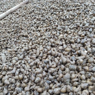 螺蛳鲜货当天货源起步十吨