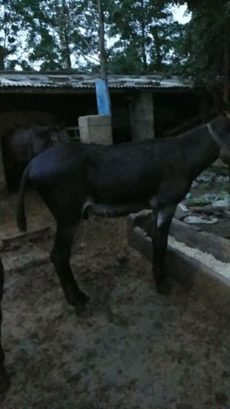 驴肉