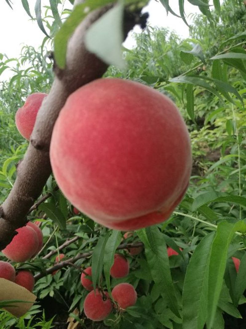 桃