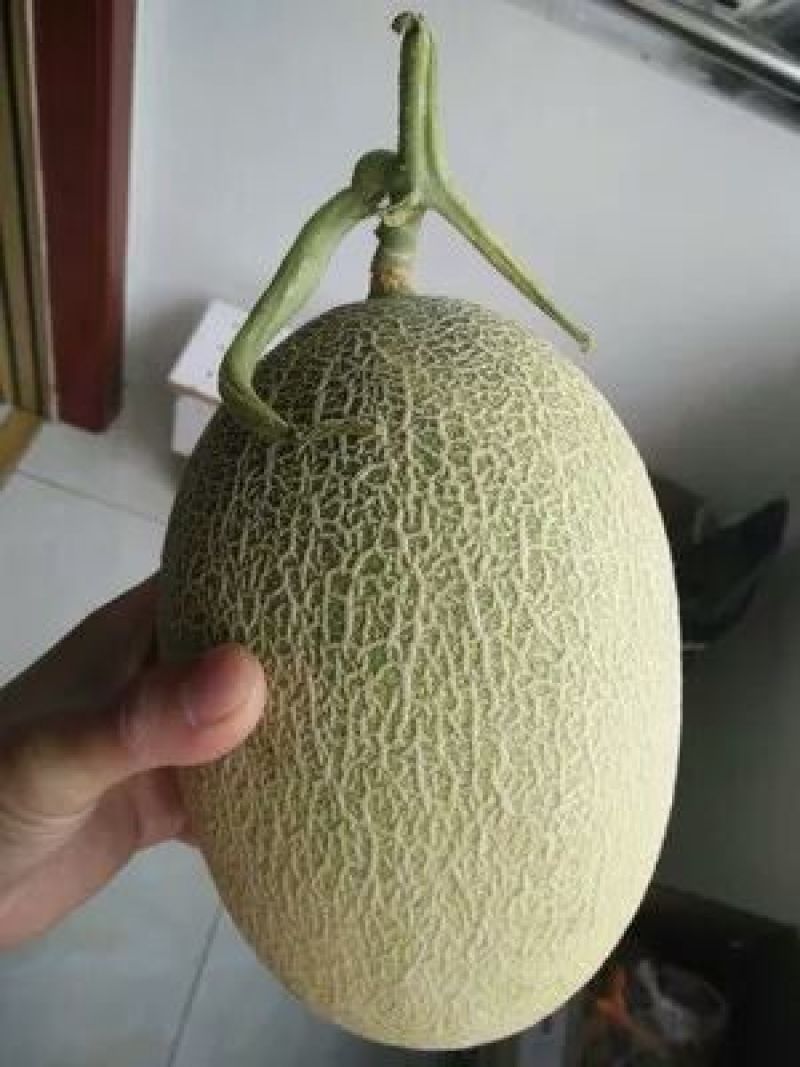 巴盟哈密瓜8月20号左右上市，需要的老板提前预定