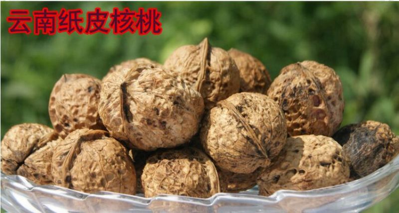 云南薄皮核桃