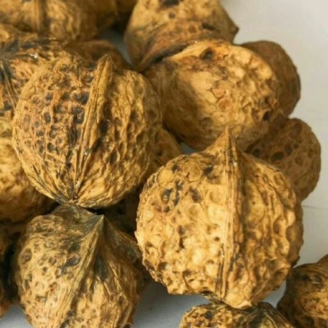 云南薄皮核桃