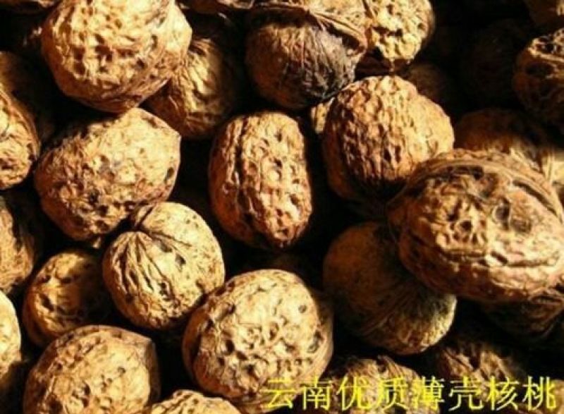 云南薄皮核桃