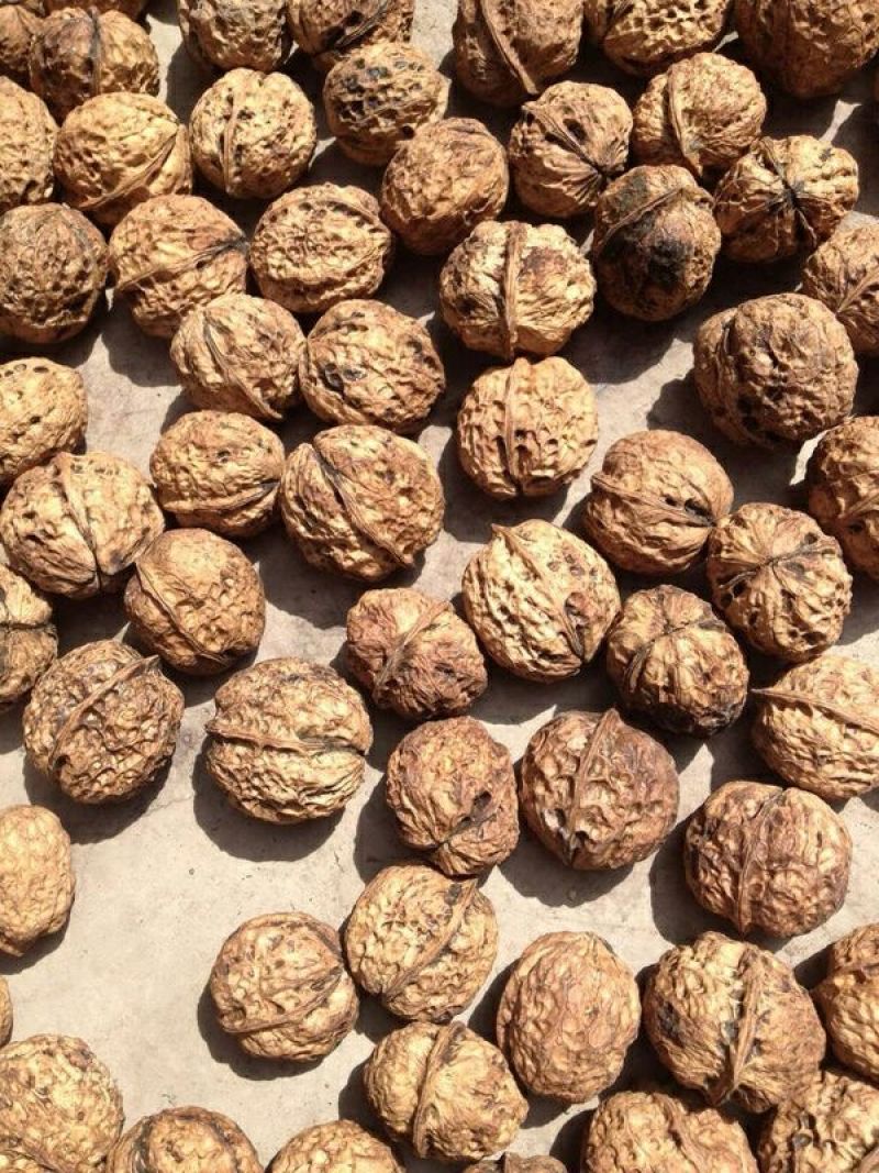 云南薄皮核桃