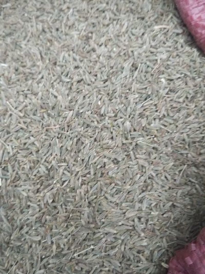 甘肃张掖孜然热销中，欢迎广大客商前来购货