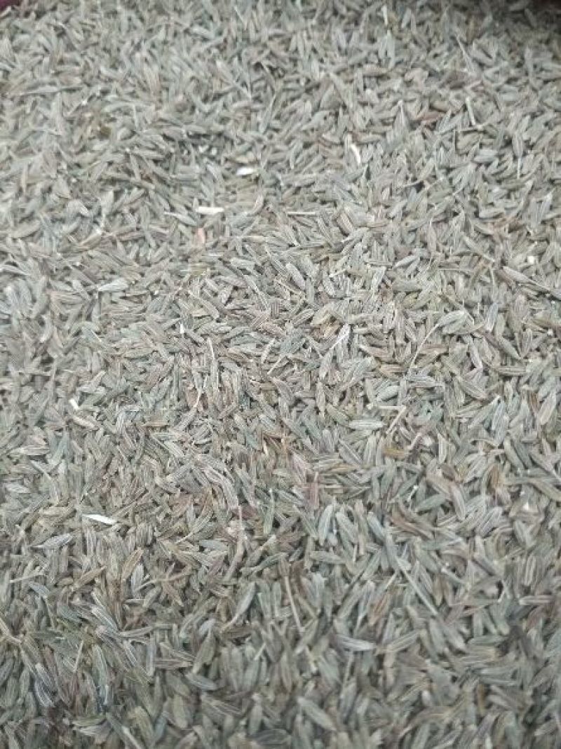 甘肃张掖孜然热销中，欢迎广大客商前来购货