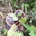 野生灵芝正宗野生灵芝假一赔十