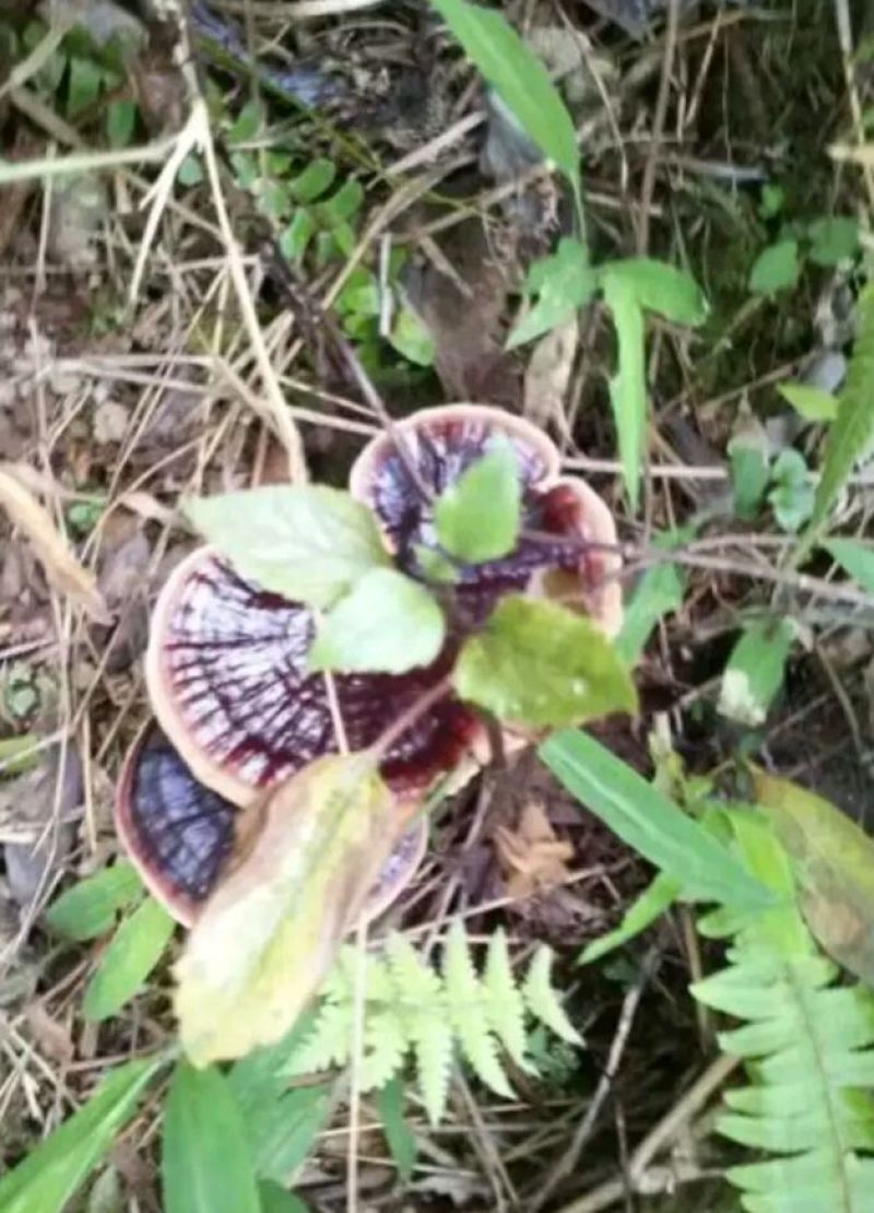 野生灵芝正宗野生灵芝假一赔十