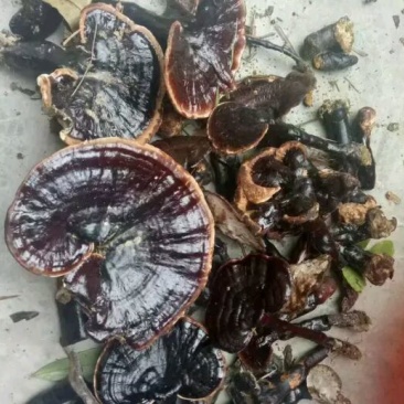 野生灵芝正宗野生灵芝假一赔十
