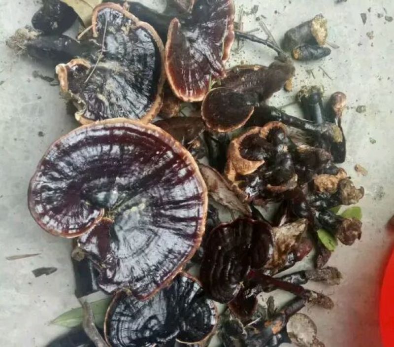 野生灵芝正宗野生灵芝假一赔十