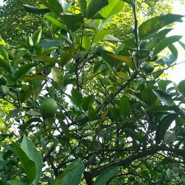 青柠檬