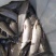 银鳕鱼鱼苗大鳞鲃银鳕鱼苗