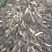 银鳕鱼鱼苗大鳞鲃银鳕鱼苗