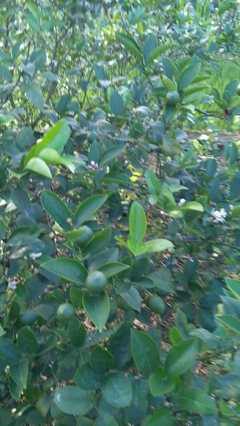 柠檬