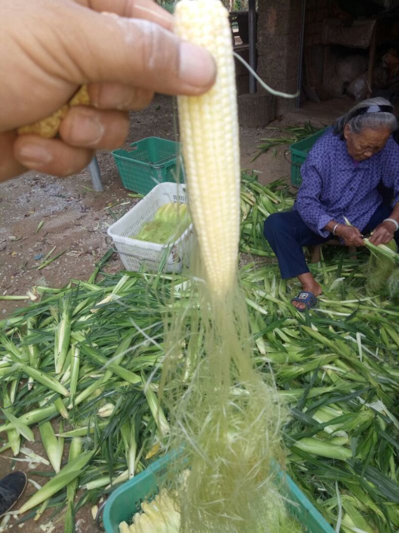 大量供应玉米笋!甜玉米之乡欢迎你!
