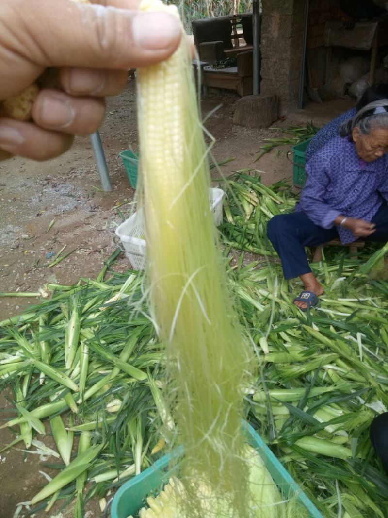大量供应玉米笋!甜玉米之乡欢迎你!