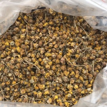 野菊花大别山包含量