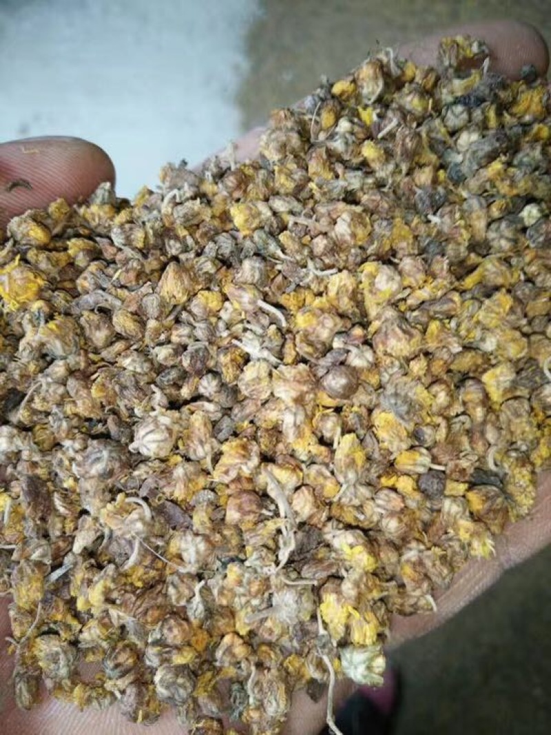 野菊花大别山包含量