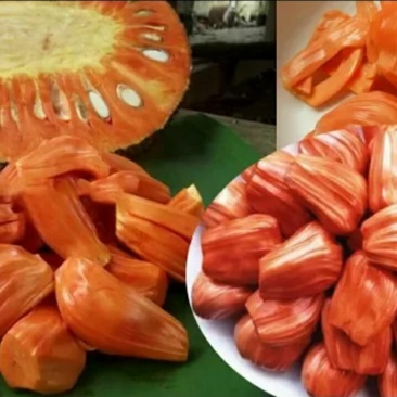泰国红肉菠萝蜜苗