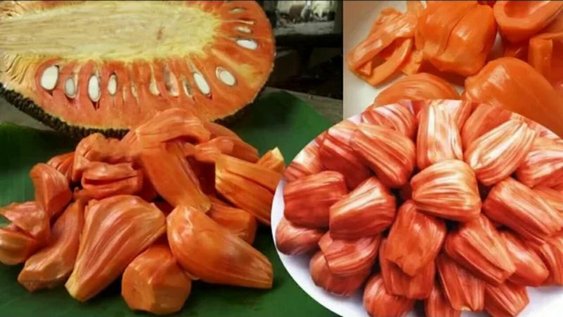 泰国红肉菠萝蜜苗