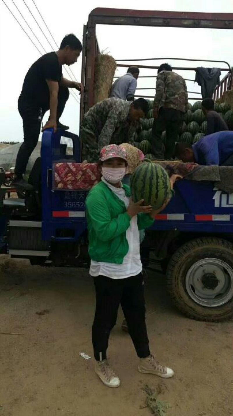 西瓜代发全国质量保证物美价廉欢迎客商洽谈