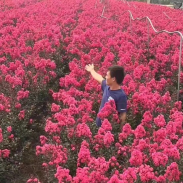大红花紫薇苗，紫叶紫薇，三红紫薇，紫叶紫薇